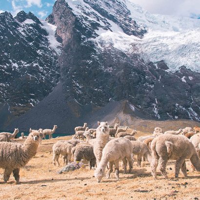 wildlife-tours-destinations-safaris